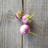 MINI AUBERGINE THAI Lavender Frog Egg - Graines BIO | Ferme de Sainte Marthe | Graines et Bio