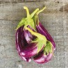 AUBERGINE GRECQUE Tsakoniki - Graines BIO | Ferme de Sainte Marthe | Graines et Bio