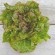 LAITUE BATAVIA Rouge Grenobloise - Graines BIO