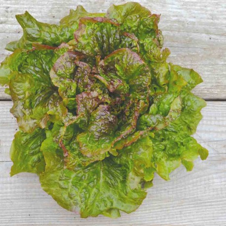 LAITUE BATAVIA Rouge Grenobloise - Graines BIO | Ferme de Sainte Marthe | Graines et Bio LAITUE BATAVIA Rouge Grenobloise - Graines BIO | Ferme de Sainte Marthe | Graines et Bio