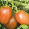 TOMATE PURPLE RUSSIAN - Graines BIO | Ferme de Sainte Marthe | Graines et Bio