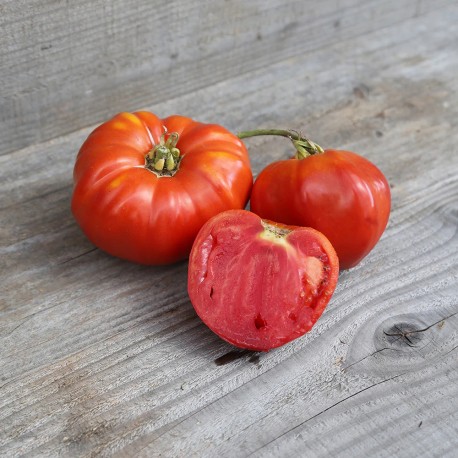 TOMATE ROUGE DE CORSE - Graines BIO | Ferme de Sainte Marthe | Graines et Bio TOMATE ROUGE DE CORSE - Graines BIO | Ferme de Sainte Marthe | Graines et Bio