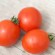 TOMATE SIBERIAN - Graines BIO