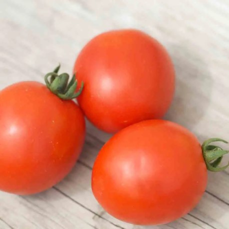 TOMATE SIBERIAN - Graines BIO | Ferme de Sainte Marthe | Graines et Bio TOMATE SIBERIAN - Graines BIO | Ferme de Sainte Marthe | Graines et Bio