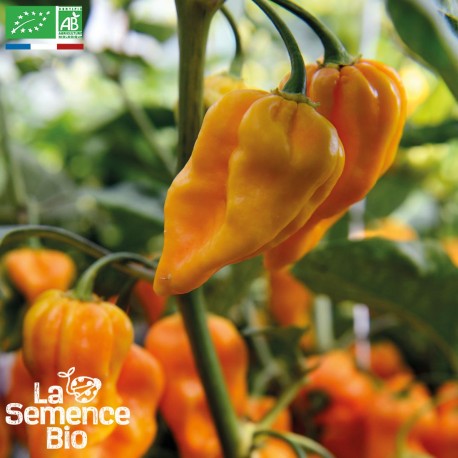 PIMENT HOT HABANERO ORANGE - Graines BIO | La Semence Bio | Graines et Bio PIMENT HOT HABANERO ORANGE - Graines BIO | La Semence Bio | Graines et Bio