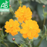 COSMOS Sulphureus - Graines BIO | Ferme de Sainte Marthe | Graines et Bio