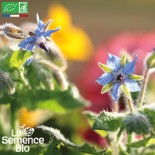BOURRACHE OFFICINALE -...