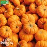 MINI COURGE JACK BE LITTLE - Graines BIO | La Semence Bio | Graines et Bio