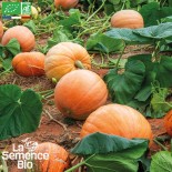 🍑 Graines de COURGE - COURGE JACK O'LANTERN - Graines BIO