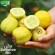 CONCOMBRE LEMON - Graines BIO