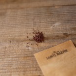 MOUTARDE INDIENNE Purple Frills - Graines BIO | Ferme de Sainte Marthe | Graines et Bio