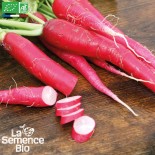 🌱 Graines de RADIS - RADIS ROSE DE PÂQUES - Graines BIO