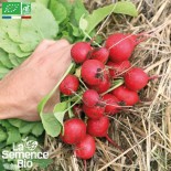 RADIS ROND RAXE - Graines BIO | La Semence Bio | Graines et Bio