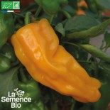 POIVRON PETIT MARSEILLAIS -...