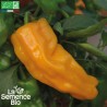 POIVRON PETIT MARSEILLAIS - Graines BIO | La Semence Bio | Graines et Bio
