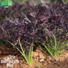 JEUNES POUSSES MIZUNA Rouge - Graines BIO |  | Graines et Bio
