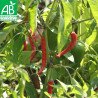PIMENT de CAYENNE - Graines BIO | Ferme de Sainte Marthe | Graines et Bio