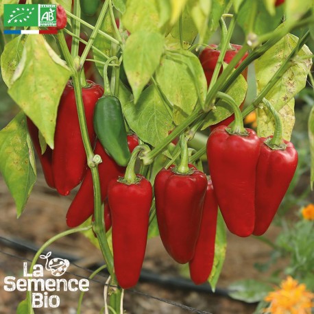 POIVRON CORNO DI TORO Rosso - Graines BIO | La Semence Bio | Graines et Bio POIVRON CORNO DI TORO Rosso - Graines BIO | La Semence Bio | Graines et Bio