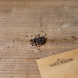 RUE Officinale - Graines BIO | Ferme de Sainte Marthe | Graines et Bio