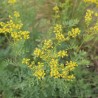 RUE Officinale - Graines BIO | Ferme de Sainte Marthe | Graines et Bio