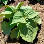 PACK "Les Exotiques" - Graines Bio |  | Graines et Bio