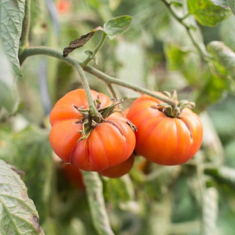 TOMATE STRIPED GERMAN - Graines BIO | KOKOPELLI | Graines et Bio