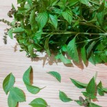 Graines de BASILIC - BASILIC CITRON Mrs Burns - Graines BIO