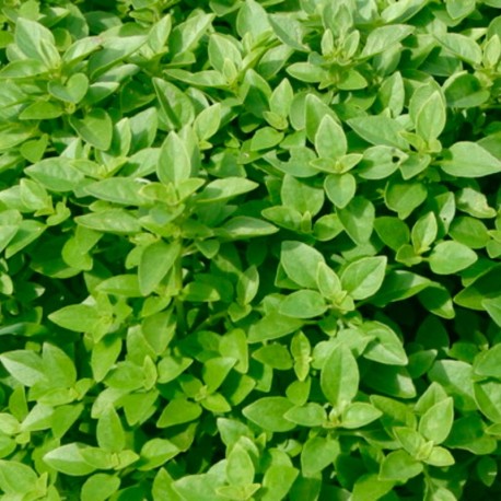 BASILIC LATINO VERT FIN COMPACT - Graines BIO | KOKOPELLI | Graines et Bio