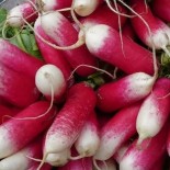 Cadeau Jardinier Noël: Tablier de Jardin et Graines Bio |  | Graines et Bio