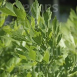 PACK "Les Légumes Perpétuels" - Graines Bio |  | Graines et Bio