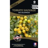 🍅 Graines de TOMATE - TOMATE SAUVAGE DES GALAPAGOS - Graines PREMIUM non traitées
