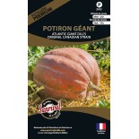 🍑 Graines de COURGE - POTIRON GÉANT ATLANTIC GIANT - Graines PREMIUM non traitées