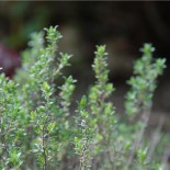 PACK "Bouquet Garni" - Graines Bio |  | Graines et Bio