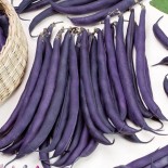 HARICOT NAIN MANGETOUT Purple Queen - Graines BIO | Ernest Turc | Graines et Bio