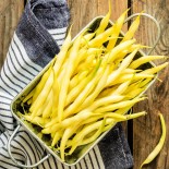 HARICOT JAUNE BEURRE Neckargold - Graines BIO | Ernest Turc | Graines et Bio