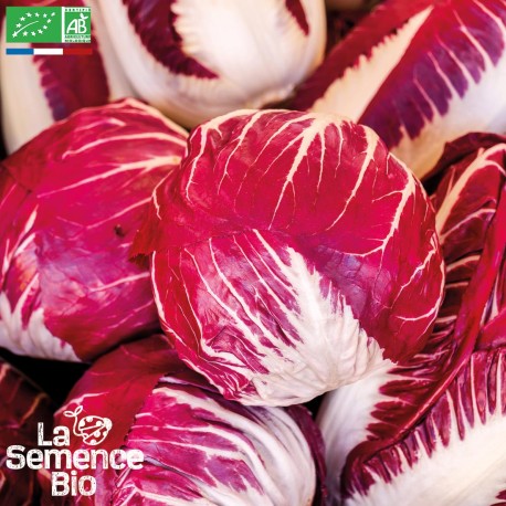 CHICORÉE ROUGE DE VÉRONE - Graines BIO | La Semence Bio | Graines et Bio