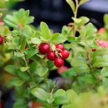 🌿 Graines AROMATIQUES et MEDICINALES - AIRELLE CANNEBERGE - Graines BIO