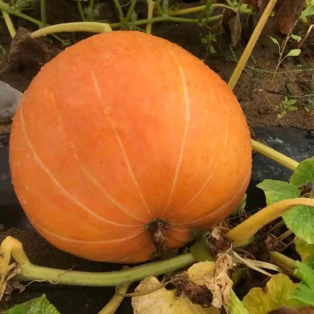 POTIRON ATLANTIC GIANT - Graines BIO | Ferme de Sainte Marthe | Graines et Bio