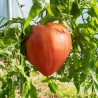 TOMATE COEUR DE BOEUF Japonais - Graines BIO | KOKOPELLI | Graines et Bio