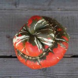 POTIRON Petit Bonnet Turc - Graines BIO | Ferme de Sainte Marthe | Graines et Bio