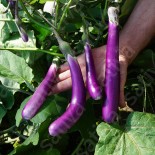 🍆 Graines d'AUBERGINE - AUBERGINE PINK LADY - Graines BIO