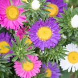 REINE MARGUERITE - Graines BIO