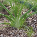 FENOUIL DOUX DE FLORENCE - Graines BIO | Ferme de Sainte Marthe | Graines et Bio