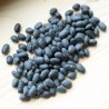 HARICOT NAIN NOIR Black Turtle - Graines BIO | Sativa | Graines et Bio