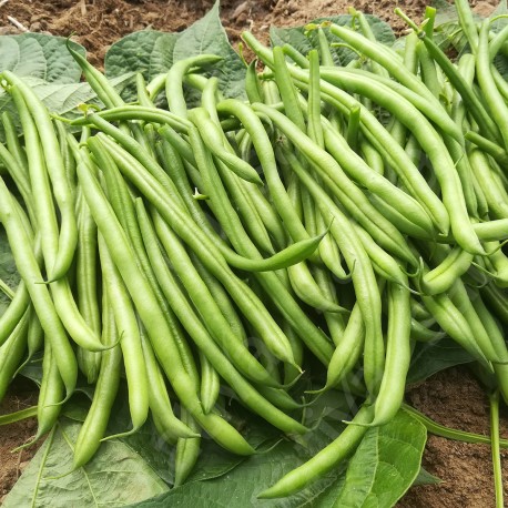 HARICOT NAIN EXTRA FIN FILET Elmoro - Graines BIO | Sativa | Graines et Bio
