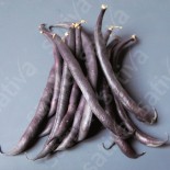 🫘 Graines de HARICOT - HARICOT NAIN MANGETOUT VIOLET Purple Queen - Graines BIO
