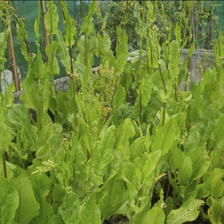 GRANDE OSEILLE Commune - Graines BIO | Sativa | Graines et Bio