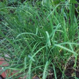 Graines de CIBOULETTE et CIBOULE - CIBOULAIL - Graines BIO