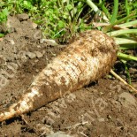 PERSIL TUBÉREUX Mi-long -...