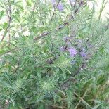 TÊTE de DRAGON - Graines BIO